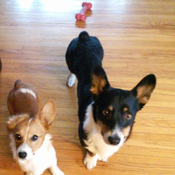 Meet your Posher, Sheila - Picture 8 of 9